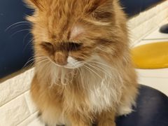 -平行世界·猫咖(首经贸店)