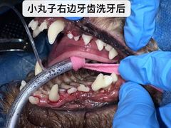 -立德动物医院·重症转诊·24H夜诊·CT·心脏彩超(顺德中心分院)