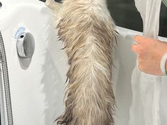 -PETKIT小佩宠物·低压洗护(国顺东路店)