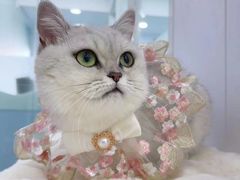 -爱洗澡的猫(望京店)
