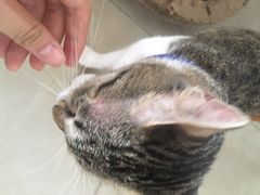 -瑞鹏宠物医院·夜间急症·心超·猫科(祖庙分店)