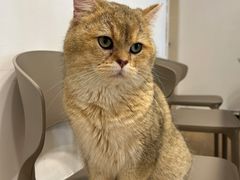 -有喵·猫咖·狗咖·30几只猫10只小狗(岗厦店)