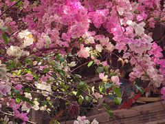 -深圳国际园林花卉博览园