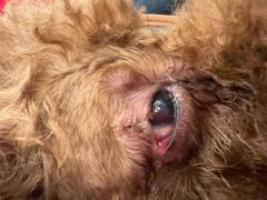 -爱侣宠医·鹦鹉专科·小型哺乳类·异宠专科(灵石路店)