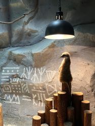 -Zoolung Zoolung动物主题公园(海信广场店)