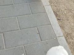 -多乐狗狗宠物训练工作室