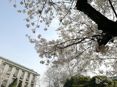 -武汉大学-樱园