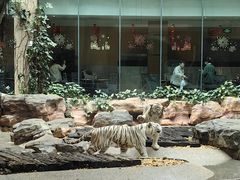 -麒麟中餐厅·经典粤菜·地道菜式老字号(广州长隆酒店)