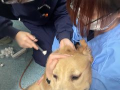 -顺强宠物诊所·狂犬免疫·夜诊·骨科(嘉定店)