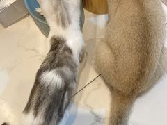 -欣宠猫屋·矮脚拿破仑·蓝金金渐层