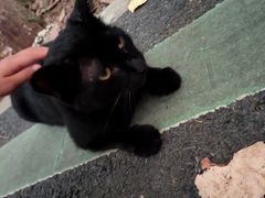 -合肥滨湖国家森林公园