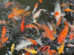 -南宫五洲植物乐园