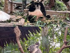 -广州长隆野生动物世界