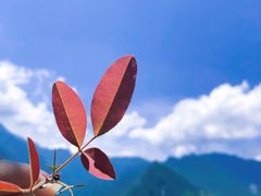 -陕西省红河谷森林公园