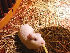 -藦茜花园宠物主题亲子互动体验馆(国顺东路店)