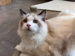 -飞行喵MR PILOT|猫舍·猫咖(静安大融城店)