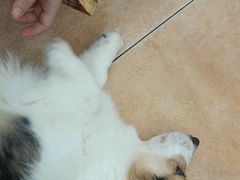 -Let's go狗咖·猫咖·奶狗·桌游(春熙路IFS店)