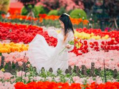 -荷兰花海