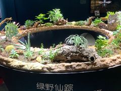 -南宫五洲植物乐园