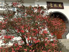 -梧桐山风景名胜区