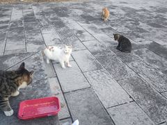 -采石矶景区
