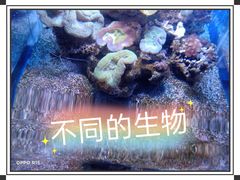 -江和美海洋公园