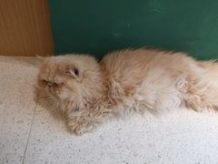 -飞行喵MR PILOT|猫舍·猫咖(静安大融城店)
