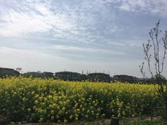 -田园东方蜜桃村的田野营地