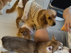 -怪兽屋·羊驼·猫咖·狗咖(俊华广场店)