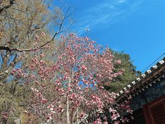 -潭柘寺景区