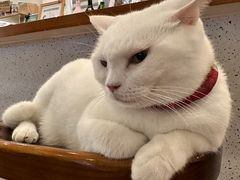 -有猫主题·治愈系猫咖(曾厝垵店)