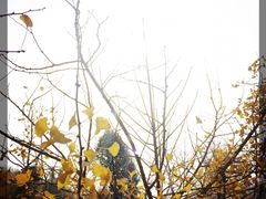 中国千年银杏谷-千年银杏谷文化旅游区