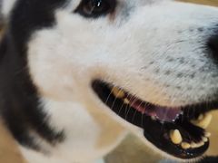-Husky Go! 哈士奇体验馆·宠物咖啡厅狗咖