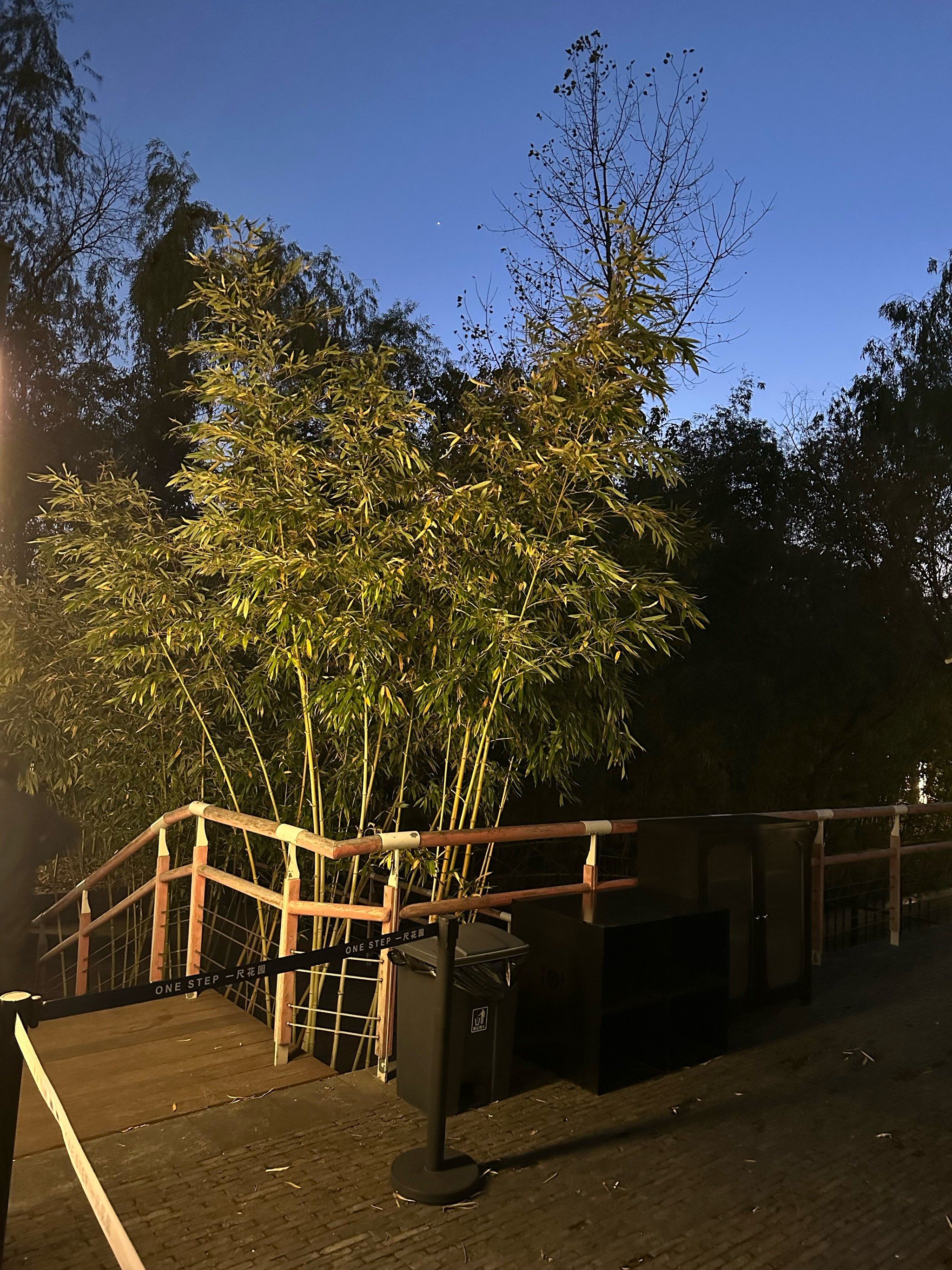 夜幕下的竹影婆娑