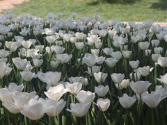 -洛阳郁金香牡丹园