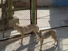 -青藏高原野生动物园