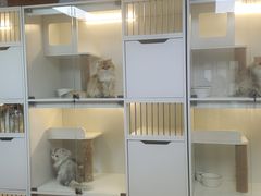 -十月米努特矮脚猫舍