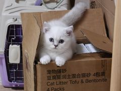 -小猫来了·猫舍(红山六九七九店)