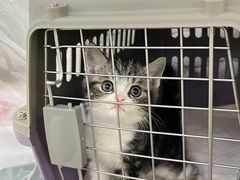 -lincat·猫舍(广州店)