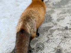 -宫城藏王狐狸村