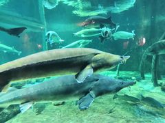 -华夏文旅海洋公园