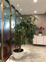 -云南吴氏嘉美医疗美容医院