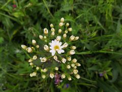 -白草畔自然风景区