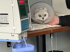 -伟伟宠物医院·瑞派猫友好医院·猫科(光谷店)