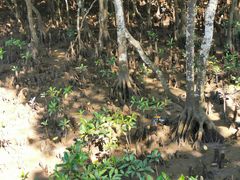 -东寨港红树林旅游区