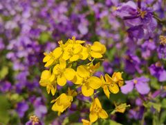 -古柏渡飞黄旅游区