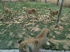 -北京野生动物园