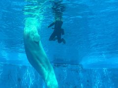 -海合安成都极地海洋公园