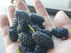 -大汗行宫园林餐厅