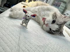 -达爱动物医院·犬猫分区·CT·复杂眼科(远洋山水分院)
